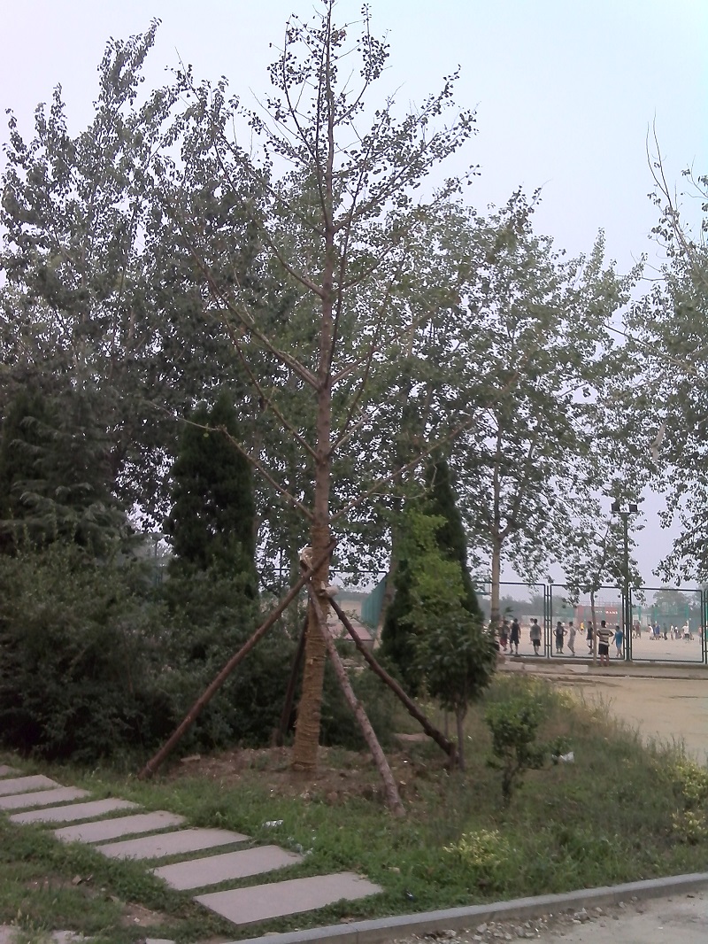 员工捐赠银杏树